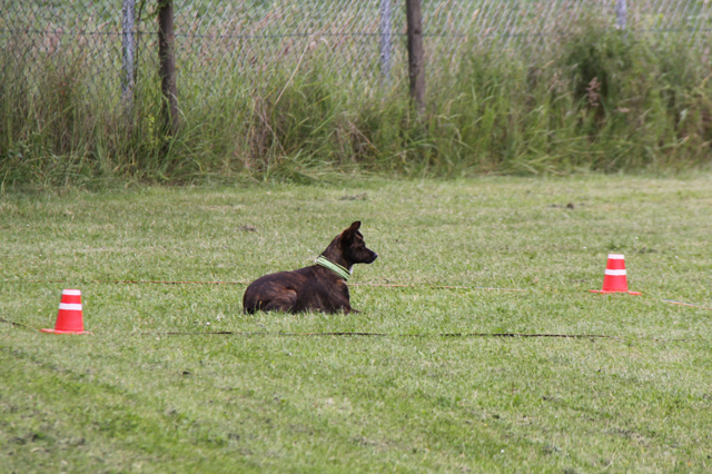 Obedience Hundesport