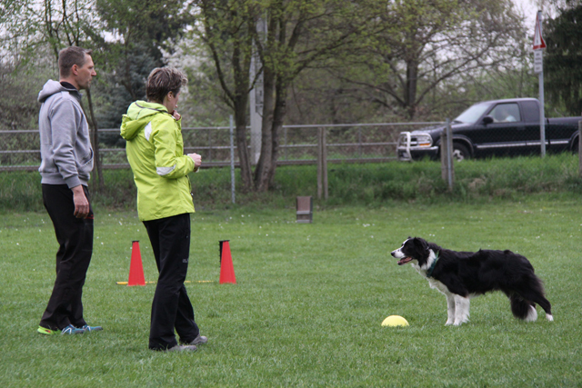 Obedience Hundesport