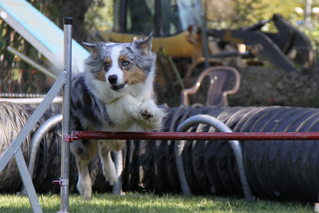 Agility Turnier beim HSF Degerloch