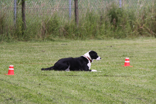 Obedience Hundesport Training 